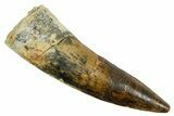 Fossil Spinosaurus Tooth - Real Dinosaur Tooth #373707-1